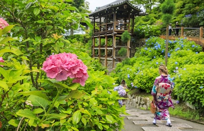 紫陽花開！漫步日本各地遇見初夏好風光