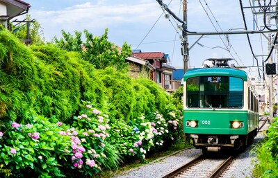 【神奈川自由行】日本初夏必訪！人氣絕頂的鎌倉紫陽花私房景點