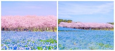 Flowers & Sakura at Seaside Park in Fukuoka