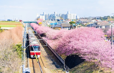 Incredible Drive-By Hanami on a Tokyo Train