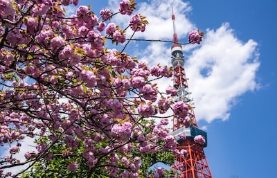 【東京自由行】那一場爛漫緋紅的「花事」 東京賞櫻名所推薦