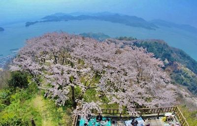 登上愛媛「岩城富士」積善山 賞櫻、親親小海豚之旅