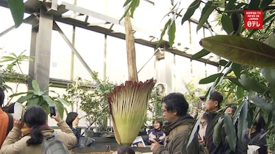 The World’s Stinkiest Flowers Bloom in Ibaraki