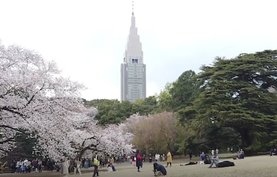 Revel in Nature's Splendor at Shinjuku Gyoen