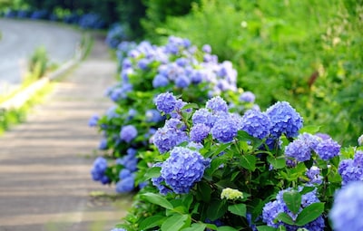 日本梅雨季：绣球花真的是花吗？它其实有神奇的魔法！