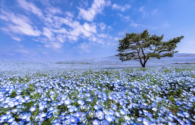 Enjoy Hitachi Seaside Park From Home