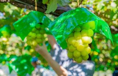 日本水果王國「山梨縣」夏季採果樂！酸甜好滋味的葡萄・櫻桃・水蜜桃