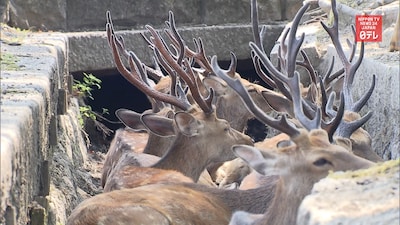 Deer Dare to Cool Down in Ditch