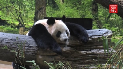 Ueno Zoo Opens New Panda Habitat