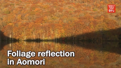 Hakkoda's Crystal Clear Foliage Reflection