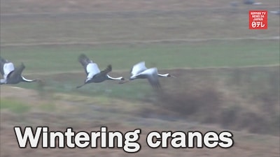 13.000 Wintering Cranes Headed to Kagoshima