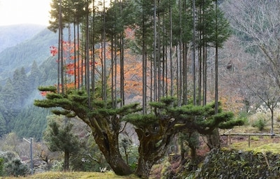 Trees on Trees on Trees: Cedar Platforms