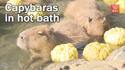 Adorable Capybaras Enjoy Relaxing Soak