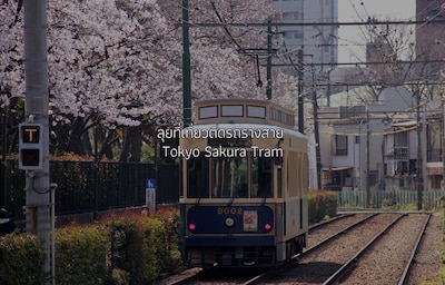 ลุยที่เที่ยวติดรถรางสาย Tokyo Sakura Tram