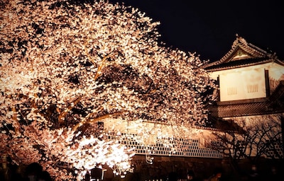 A Cherry Blossom Light-up at Kenrokuen