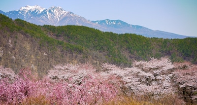 春游东瀛：巨樱！一本樱！樱花隧道！日本关东赏樱小众景点大揭秘