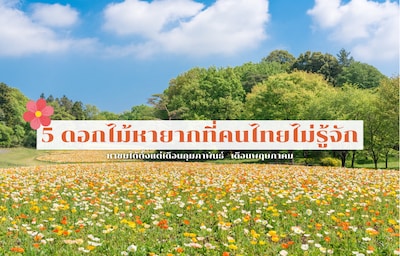 รวม 5 ดอกไม้สวยแปลกที่หาชมได้เฉพาะในญี่ปุ่น!