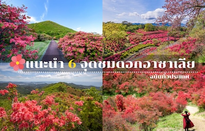 แนะนำ 6 จุดชมดอกอาซาเลีย (Azalea) ทั่วประเทศที่ไม่ควรพลาด!