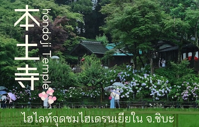 ชมเสน่ห์ไฮเดรนเยียสวย ท่ามกลางฤดูฝนที่ Hondoji Temple