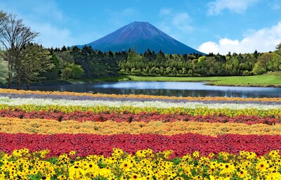 【山梨自由行】到「富士本栖湖渡假村」一次入手四季花海與雙鑽石富士