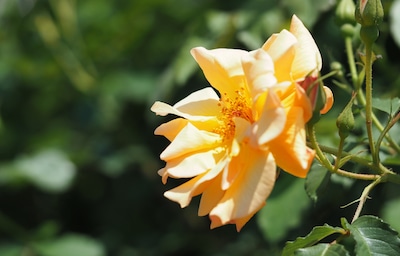 More Autumn Colors: Glorious Rose Gardens Near Tokyo