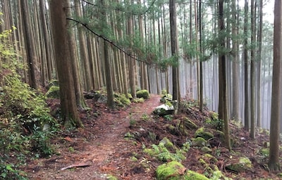 A 5-Day Pilgrimage on the Kumano Kodo Nakahechi Route