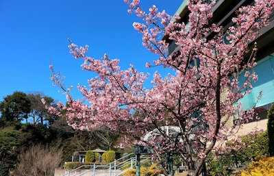 春日限定浪漫：东京赏樱酒店指南