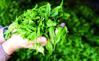 Steeped in Tradition: The Tea Culture of Shigaraki