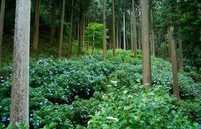 Uncharted Tokyo 1｜Hydrangea Mountain: From a Dream to a Sustainable Natural Wonder