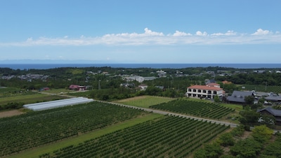 Niigata Wine Coast: A Wine Region Built From Scratch