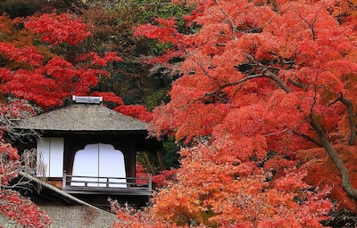 紅葉と文化が響き合う秋の庭　三溪園で「聴秋閣」奥の遊歩道を特別開放