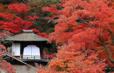 Autumn Colors and Culture: Special Seasonal Events at Sankeien Garden