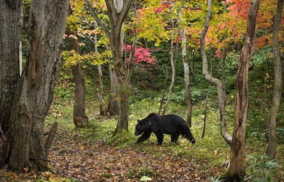 日本旅游必读：2025熊出没——从预防到自救全攻略