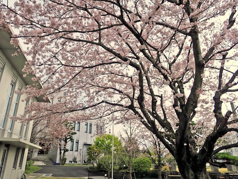 横浜地方気象台内にある桜（ソメイヨシノ）の標準木はほぼ満開（2017年4月7日撮影）