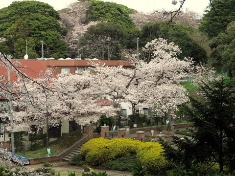 元町公園を覆うように咲くサクラ（2017年4月7日撮影）