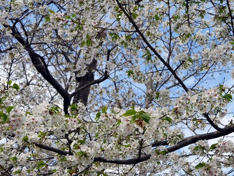 山手イタリア山庭園からJR石川町駅に向かう通りに咲く大島桜。日当たりがよいので散り始めていた（2017年4月7日撮影）