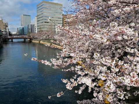 大岡川沿いのサクラは木によって8分咲き～満開だった（2017年4月7日撮影）