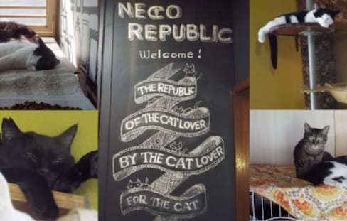 Neco Republic: A Cat Café for Rescue Cats