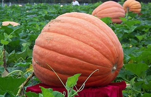 Better Know Your Pumpkin Types!