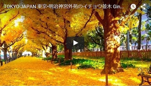 Tokyo’s Ginkgo Road is Enchanting in Autumn
