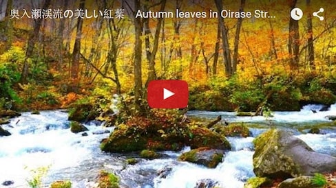 Serene Autumn Leaves in Oirase Gorge