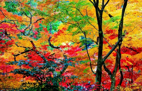 京都赏枫名所观览视频，东山体验游