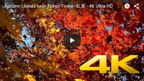 Autumn Colors by Tokyo Tower