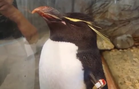 Sweet Penguin in Osaka Aquarium