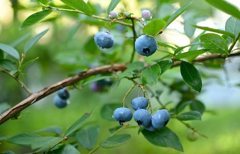 Pick a Bushel of Blueberries in Nagano!