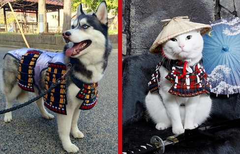 Dress Up Your Canine or Feline as a Samurai