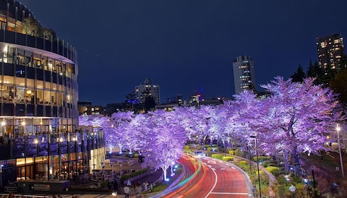 在東京midtown享受浪漫的櫻花絕景大餐