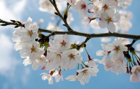 일본 벚꽃시즌에 알아두면 좋은 일본어!