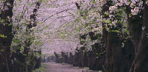 日本赏樱人数Top5的五大赏樱地