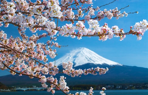日本樱花树数量Top5的五大赏樱地